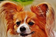 选择蝴蝶犬适合的狗粮（为您的蝴蝶犬提供健康和营养的饮食）