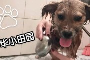 选择适合土狗的洗澡方式（探索土狗洗澡的最佳方法，让它们保持健康与舒适）