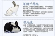 兔子成年需要多长时间？（探究兔子的成长速度及相关因素）