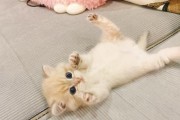 小奶猫的常见疾病及预防方法（了解小奶猫常见疾病，守护它们的健康）