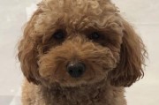 泰迪犬的叫声和意义（解析泰迪犬叫声的隐藏信息）