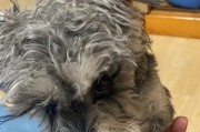 母狗怀孕一个月的常见症状（了解母狗怀孕一个月的身体变化与注意事项）