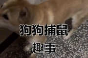 狗拿耗子，真的是多管闲事吗？（揭秘狗猎鼠本能与技巧，探究其对社会和人类的意义）