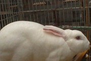 如何正确饲养香槟兔（宠物养殖专家教你如何养护好可爱的香槟兔）