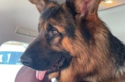 德国牧羊犬的两个月饮食指南（宝宝期的德国牧羊犬宠物所需的食物种类和注意事项）