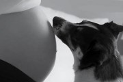 怀孕期间为什么不能养狗狗？（了解养狗狗对孕妇和胎儿的潜在风险）