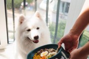 狗狗出生后的饮食需求（了解狗狗的食物需求，健康养育萌宠）