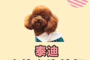 泰迪的饮食需要搭配什么样的米饭？（泰迪狗狗的健康饮食秘籍）