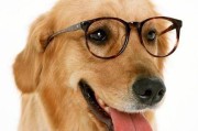 狗吐了该怎么办？（原因分析与处理方法，保护宠物健康）