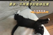 给猫咪取个好听的名字，让它与众不同（猫咪名字取名指南及灵感大揭秘）