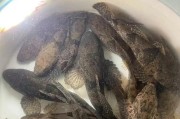 小鱼的种类和特点（探索小鱼的丰富多样性与生态价值）