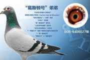 如何正确饲养安特卫普鸽（以宠物为主，轻松养护不手忙脚乱）