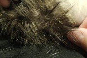 猫尾巴为什么会烂个洞？（探究猫尾巴发生腐烂现象的原因和预防方法）