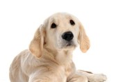 小型犬喜欢吃什么？-揭秘狗狗的美食宠爱（小型犬的饮食习惯和喜好，以及它们的理想饲料-）