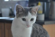 带猫咪去加拿大的必备指南（一步步带你了解猫咪托运注意事项及流程）