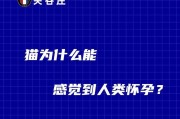 猫咪的怀孕期是多长时间？（探寻猫咪怀孕期间的变化）
