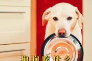 母犬怀孕期的合理饮食计划（为母犬提供充足营养的食物选择）