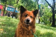 绒毛长长的狗（探寻毛长狗品种的特点和适宜的名字，帮助你选择合适的宠物名字）