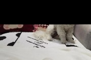 比熊狗生完多久离开小狗？（关于比熊犬生育期和幼犬离开的时间安排。）