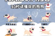 如何正确饲养巨型贵宾犬？（养狗必看，了解巨型贵宾犬的饲养技巧）
