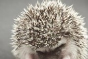 如何正确饲养刺猬（宠物刺猬的喂养、生活环境、健康管理等要点）