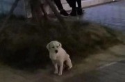 狗不溜也行（宠物狗的安逸生活和注意事项）