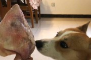 如何调理小狗拉肚子的饮食（有效控制小狗拉肚子的饮食方法）