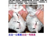 缺颌花龟的饲养方法（了解饲养需求，打造适宜环境）