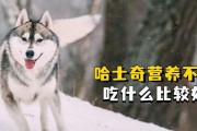哈士奇六个月饮食指南（为你的哈士奇宠物提供健康的饮食）