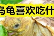 乌龟吃多了会引发的反应及应对方法（了解乌龟过食的危害，掌握正确喂养方法，守护乌龟健康！）