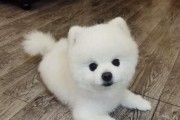 没打疫苗的狗能吃什么？（为你的宠物提供适宜的饮食）