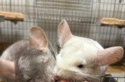 养一只可爱的龙猫宝宝，你需要准备什么？（龙猫的食物需求及营养搭配）