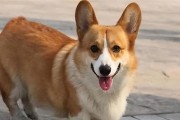 柯基犬价格及选购指南（了解柯基犬价格，教你如何选购优质犬只）