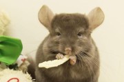 打造幸福的纯啡龙猫家庭（饲养、喂食、疾病防治详解）