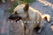 土狗的美丽之处（揭秘土狗为什么比品种狗丑）