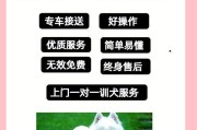 4个月大的柯基犬（揭秘柯基犬在4个月时的超乎想象的奔跑能力）