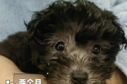泰迪毛发卷曲之谜（探秘泰迪犬为何出生时毛发没有卷曲的原因）