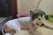 探索阿拉斯加雪橇犬的神秘之旅（一只令人难以忘怀的伙伴——阿拉斯加雪橇犬）