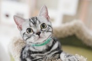 美国短毛猫（揭示美国短毛猫的5个绝佳优势，养了都舍不得换！）