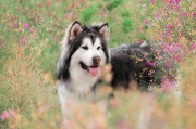 阿拉斯加犬（了解这个忠诚而勇敢的雪地猎犬）
