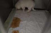 幼犬细小的治疗方法（以药物为主的幼犬细小治疗方案）