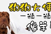 满月狗狗不排便怎么办？（帮助满月狗狗顺利排便的方法及注意事项）