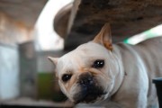 法国指示猎犬的饲养全指南（专家分享饲养技巧，让你的猎犬健康成长）