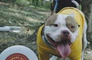 恶霸犬打架的危害与不可取性（暴力行为对社会与犬只健康的伤害）
