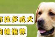 拉布拉多狗没有狗粮吃怎么办？（宠物主人必看！如何解决拉布拉多狗的饮食问题？）