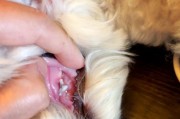 狗换牙的症状及注意事项（狗换牙期间的常见症状及如何照顾牙齿健康）