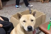 狗不爱吃东西的原因及解决办法（探究狗不爱吃东西的根源及如何帮助狗恢复食欲）
