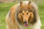 长须柯利牧羊犬的饲养方法（让你的爱宠健康成长）