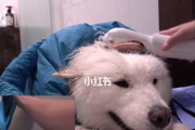 萌萌的萨摩耶要如何洗澡？（以宠物为主，小技巧让你的萨摩耶变身清爽宠儿）