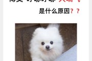 揭秘博美犬喜欢喘气的原因（为什么博美犬喜欢喘气？探究喘气行为的背后原因）